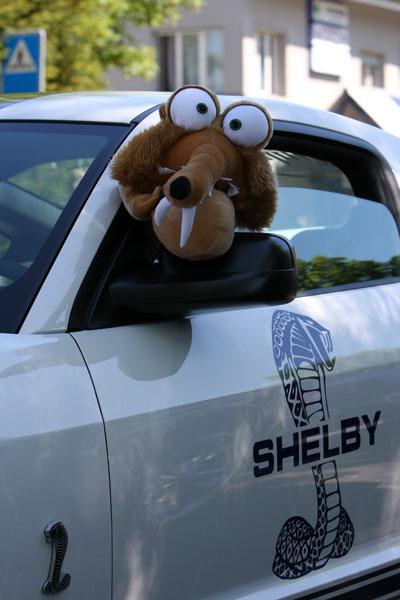 US-Car & Bike Treffen in Kirchberg CH, aus dem weissen Ford Mustang Shelby in weiss kuckt der Ice Age